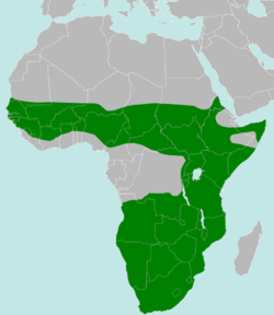 Polemaetus bellicosus distribution map.svg