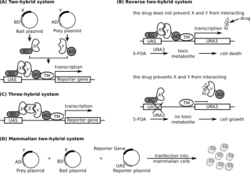 Principles of yeast and mammalian two-hybrid systems.svg