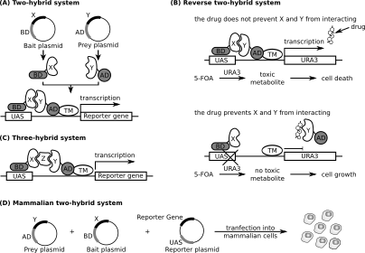 File:Principles of yeast and mammalian two-hybrid systems.svg