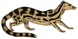 Prionodon maculosus.png