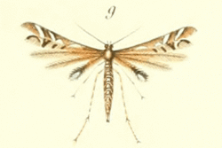 Procapperia maculatus.gif