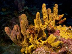 A yellow sponge that is a group of conical-shaped tubes attached to a rock underwater.