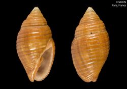 Pseudonebularia chrysalis (MNHN-IM-2000-30180).jpeg