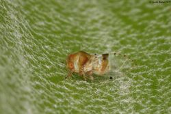 Psyllid (Hemiptera) from W-Java (5491746134).jpg