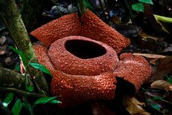 Rafflesia zollingeriana Kds.jpg