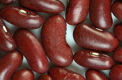 Reniform kidney bean seeds.jpg