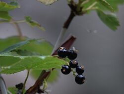 Ribes altissimum 150705177.jpg