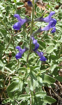 Salvia lycioides.jpg