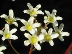 Saxifraga crustata PID924-2.jpg