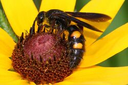 Scolia nobilitata - Buttermilk Creek Park, Reston, Virginia.jpg