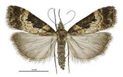 Scoparia parmifera female.jpg