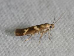 Scythris trivinctella - Banded Scythris Moth (14852495879).jpg