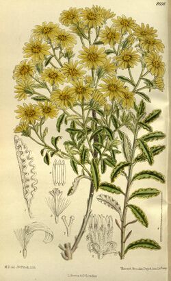 Senecio monroi 143-8698.jpg