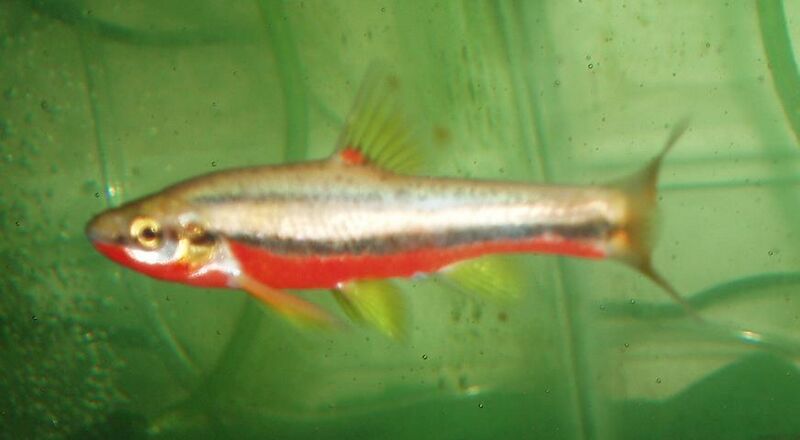 File:Southern Red-Bellied Dace.JPG