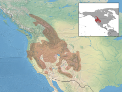 Spermophilus lateralis distribution.png