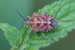 Sunflower seed bug (Agonoscelis versicoloratus).jpg