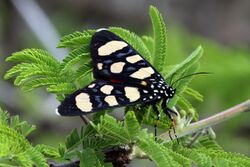 Superb false tiger moth (Heraclia superba).jpg