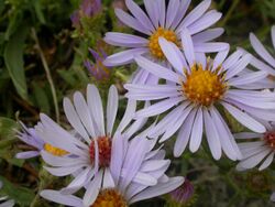 Symphyotrichum (Aster) ascendens (4972311526).jpg