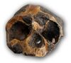 Tchadanthropus uxoris front w.jpg