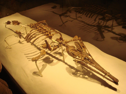 Tchoiria skeleton.PNG