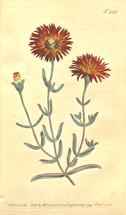The Botanical Magazine, Plate 448 (Volume 13, 1799).png