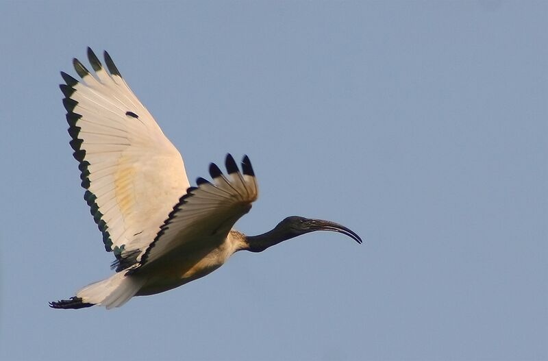 File:Threskiornis aethiopicus - Durban -South Africa-8.jpg