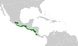 Thryophilus pleurostictus map.svg