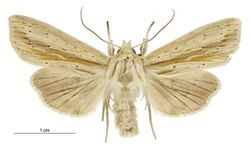 Tmetolophota semivittata male.jpg