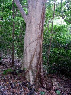 Tree with strangler fig Lord Howe Island.jpg
