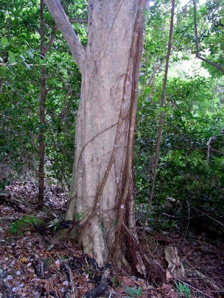 File:Tree with strangler fig Lord Howe Island.jpg