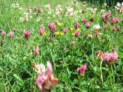 Trifolium pratense and Trifolium repens, red and white clover within meadow.JPG