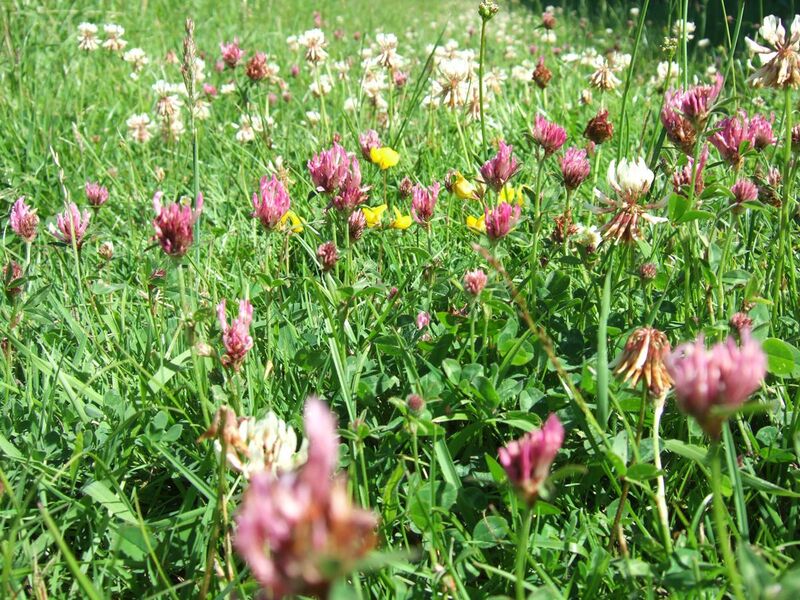 File:Trifolium pratense and Trifolium repens, red and white clover within meadow.JPG