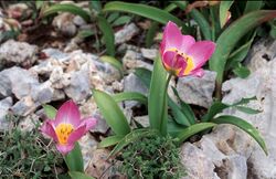 Tulipa saxatilis2LEST.jpg