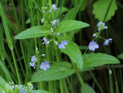 Veronica americana 5496922.jpg