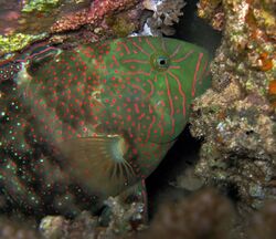 Viridescent Parrotfish - Calotomus viridescens.jpg