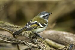 White-banded Tyrannulet - Colombia S4E1426.jpg