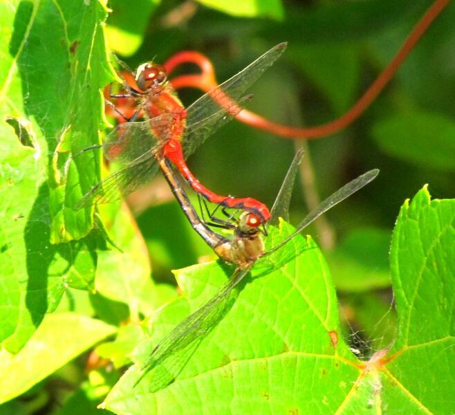 File:White-faced Meadowhawks in wheel position, Shirleys Bay.jpg