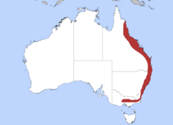 White-headed Pigeon map with state borders.png