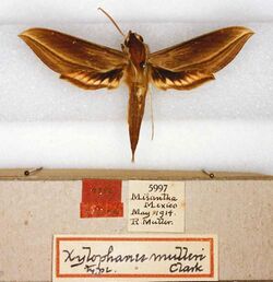 Xylophanes mulleri holotype (Mexico, Misantha (Misantla)) (CMNH) male upperside and labels.jpg