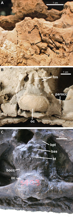 Ziapelta sanjuanensis 0108804 g003.png