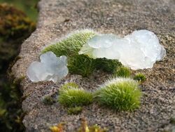 A moss (Grimmia pulvinata), with "mystery jelly" - geograph.org.uk - 1182111.jpg