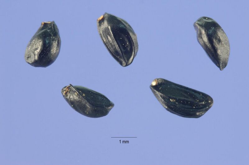 File:Aconitum columbianum seeds.jpg