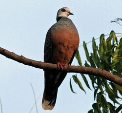 Adamawa Turtle-dove (Streptopelia hypopyrrha) on branch.jpg