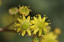 Aeonium glutinosum.jpg