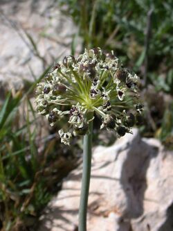 Allium meronense 1.jpg