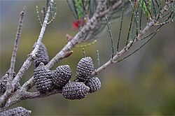 Allocasuarina monilifera female.jpg