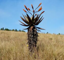 Aloe marlothii subsp marlothii, habitus, Melmoth.jpg