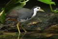 Amaurornis phoenicurus - Singapore Botanic Gardens.jpg