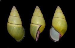 Amphidromus daoae.jpg