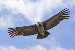 Andean condor soaring over southern Peru's Colca Canyon